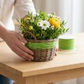 Papierkoord draad gewikkeld Ø2mm 100m appelgroen | Floristik24.nl