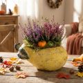 Decoratieve peervormige plantenpot, herfstplantenpot, beton, 25×13×11 cm | Floristik24.nl
