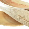 Floristik24 Kokosnootschalen kokosbladeren gebleekt 22-42cm 25st