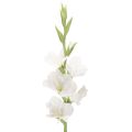 Floristik24 Kunstmatige gladiolus, lange steel, voor vazen, 88 cm