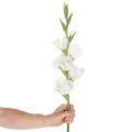 Kunstmatige gladiolus, lange steel, voor vazen, 88 cm | Floristik24.nl