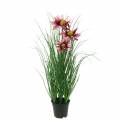 Floristik24 Gras met Echinacea in een pot  kunstmatig Roze 44cm