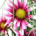 Floristik24 Gras met Echinacea kunstmatig in een pot roze 63cm