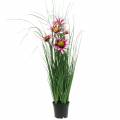 Floristik24 Gras met Echinacea kunstmatig in een pot roze 63cm