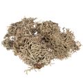Floristik24 Decoratief mos, grijs mos voor knutselprojecten, 500 g