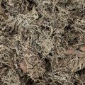 Decoratief mos, grijs mos voor knutselprojecten, 500 g | Floristik24.nl