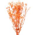 Floristik24 Boeket gedroogde gipskruidbloemen (Gypsophila) 75 cm 100 g