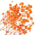 Boeket gedroogde gipskruidbloemen (Gypsophila) 75 cm 100 g | Floristik24.nl