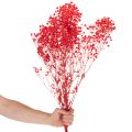 Gedroogde gipskruid (Gypsophila) bosje 75 cm 100 g | Floristik24.nl
