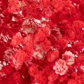 Gedroogde gipskruid (Gypsophila) bosje 75 cm 100 g | Floristik24.nl