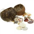 Floristik24 Kokoskom met schelpen, natuurlijke plantenkom, kokosnoot als hangmand Ø13,5/11,5cm, set van 2