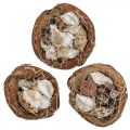 Floristik24 Halve kokosnoot deco schelpen slakkenhuis deco 18–19cm 3st