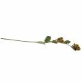 Hazelnoottak groen / bruin 84cm | Floristik24.nl