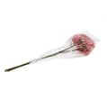 Floristik24 Vlierbloementak roze-wit L 55cm 4st