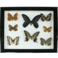 Floristik24 Vitrine vlinder 28cm x 25cm