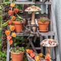 Houten paddestoel deco herfstbladeren wit, kleurrijke herfstdecoratie Ø13cm H19cm | Floristik24.nl