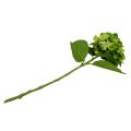 Floristik24 Hortensia groen kunstmatig voor decoratie L54cm