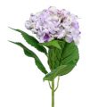 Floristik24 Hortensia paars-wit 60cm