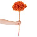 Hortensia, geconserveerd en geverfd, grote bloem met lange steel, 60 cm. | Floristik24.nl