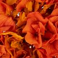 Hortensia, geconserveerd en