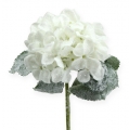 Floristik24 Hortensia wit met sneeuweffect 25cm