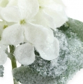 Floristik24 Hortensia wit met sneeuweffect 25cm