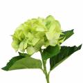 Floristik24 Hortensia groen 54cm
