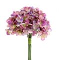 Floristik24 Hortensia bos L25cm violet