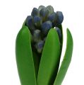 Floristik24 Hyacint met ui blauw 15cm 3st