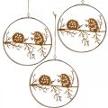 Floristik24 Metalen hanger, egel aan tak, herfstdecoratie, decoratieve ring, roestvrijstalen frame Ø15.5cm 3st