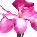 Floristik24 Iris kunstmatig Roze 78cm