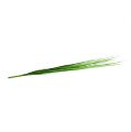 Floristik24 Isolepsisgrass lichtgroen 85cm 1st
