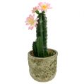 Floristik24 Cactus in een pot met bloem roze H 21cm