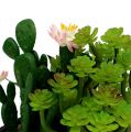 Floristik24 Cactus met bloem 14cm in een houten kist