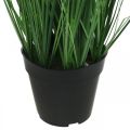Floristik24 Kunstzegge in pot met stekels Carex kunstplant 98cm