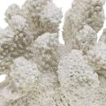 Maritieme decoratie koraal wit kunsthars klein 13.5x12 cm