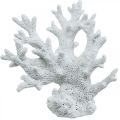 Maritieme decoratie koraal wit zomerdecoratie 14,5×15cm