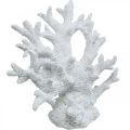 Maritieme decoratie koraal wit zomerdecoratie 14,5×15cm