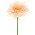 Floristik24 Kunstmatige gerbera's, abrikooskleur, 47 cm, 6 stuks