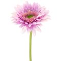 Floristik24 Kunstmatige gerbera's voor in de tuin, paars, 47 cm, 6 stuks