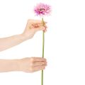 Kunstmatige gerbera's voor in de tuin, paars, 47 cm, 6 stuks | Floristik24.nl