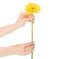 Kunstmatige gerbera's, zonnig geel, tuinbloem, 47 cm, 6 stuks | Floristik24.nl