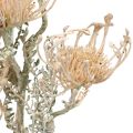 Floristik24 Kunstbloemen, Speldenkussenbloem, Leucospermum, Proteaceae Washed White L58cm 3st