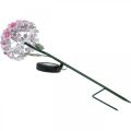 Floristik24 Solar bloem, LED tuindecoratie, decoratief chrysant roze L55cm Ø15cm