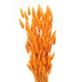 Floristik24 Bosje Lagurus fluweelgras, gedroogd, 70 cm, 100 g