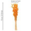 Bosje Lagurus fluweelgras, gedroogd, 70 cm, 100 g | Floristik24.nl