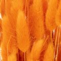 Bosje Lagurus fluweelgras, gedroogd, 70 cm, 100 g | Floristik24.nl