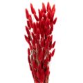 Floristik24 Gedroogde Lagurus-bos, gedroogde bloemdecoratie, 70 cm, 100 g
