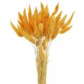 Floristik24 Lagurus Yellow Velvet Grass Konijnenstaartgras L40–55cm 25g