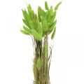Floristik24 Velvet grasgroen, lagurus, droge decoratie, gedroogd zoet gras L18-50cm 25g